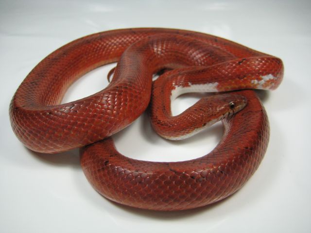 Www.snakeguy.de - Captive Bred Corn Snakes, Ball Pythons, Boas